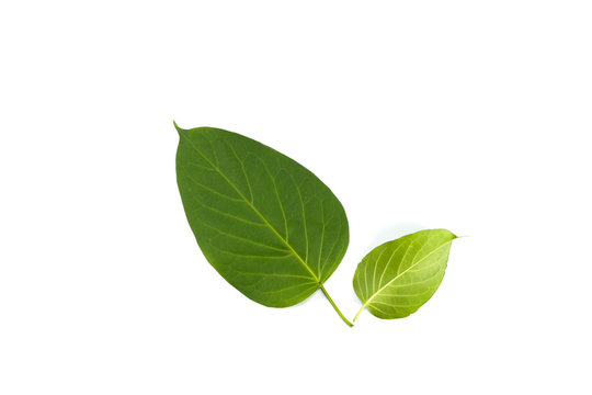 Leaf Gymnema sylvestre Close up