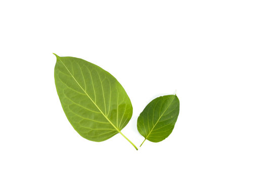 Leaf Gymnema sylvestre Close up