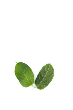 Leaf Gymnema sylvestre Close up