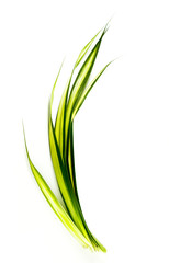 White-striped Pandanus Close up