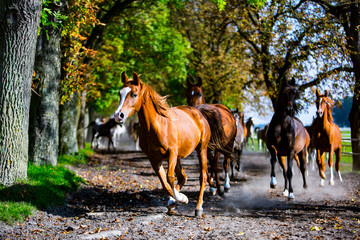 Fototapeta konie Arabskie, Arabian horses in dynamics obraz
