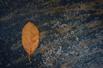 Dry leaves fall on the cement floor during the rainy season.