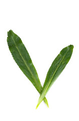 Obraz premium Culantro Close up