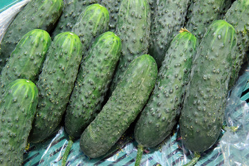 fresh cucumbers for sale at farmers market