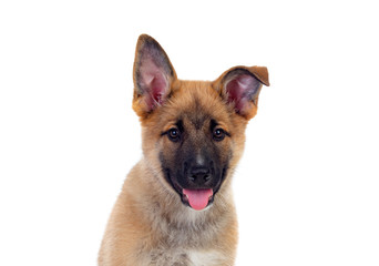 Young German Shepherd dog