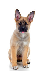 Young German Shepherd dog