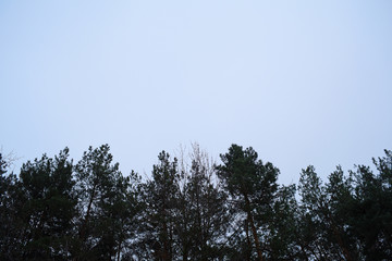 Background of cloudy sky and dark pines.