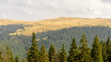 Rodungsflächen in Maramures - Rumänien