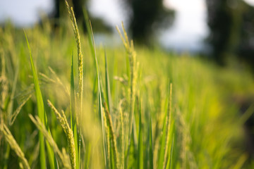 Rice plant in green paddy field in Thailand.