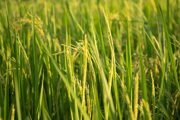 Rice plant in green paddy field in Thailand.