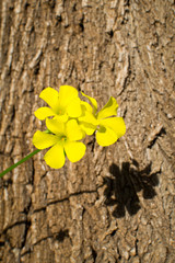 Yellow trefoil flower