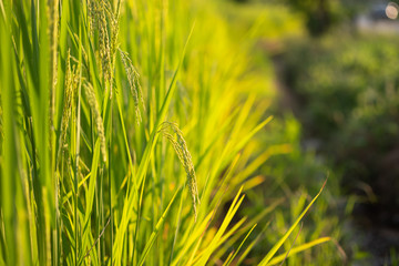 Close up rice plant in green paddy field in Thailand.