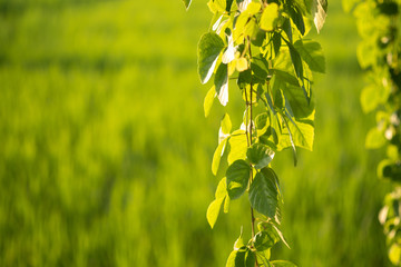 Close Up nature view of green leaf on blurred greenery background.