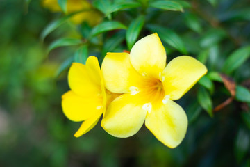 Allamanda, Golden trumpet, Yellow bell (Allamanda cathartica L.) in the garden