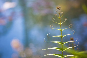 Close up Baby fern leaf grows in a forest isolated in a blurred background. the leaf is spirl.