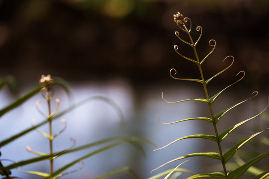 Baby fern the leaf is spirl fresh with green leaves natural background.