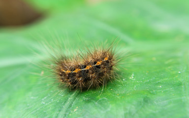 Nettle Caterpillar , Parasa lepida 