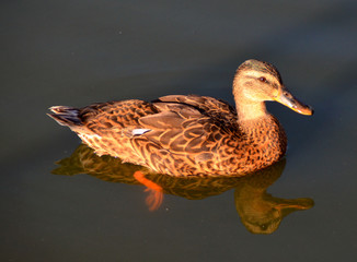 Canard