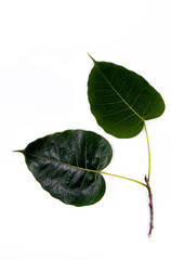 Sacred tree Close up