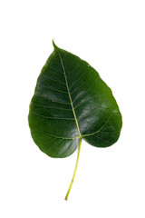 Sacred tree Close up