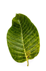 Obraz premium Leaf Wild cinchona Close up