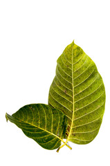 Leaf Wild cinchona Close up