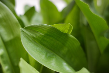 Leaf close up texture.