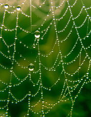 Spinnennetz
