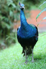 Fototapeta premium peacock in the park
