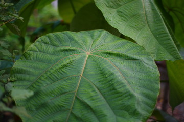 Big green leaf close up.oil paint,Wallpaper. (Mallotus barbatus Mull. Arg., Siamese pom-pom tree)