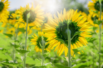 Obraz premium back side of sunflower in farm with sun light