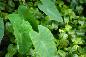 Tropical nature green leaf texture background Close up,green leaf caladium.