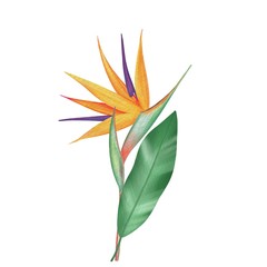 Bird of paradise, Strelitzia flower in watercolor style