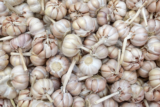 garlic background wallpaper