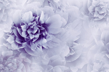 Floral  purple background. Peonies flowers close-up on a transparent halftone light blue background. Greeting card. Nature.