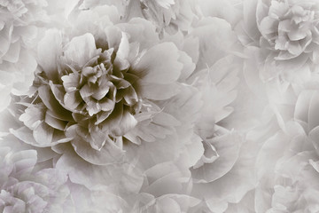 Fototapeta premium Floral gray-brown background. Peonies flowers close-up on a transparent halftone light gray background. Greeting card. Nature.