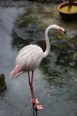 flamingo in zoo