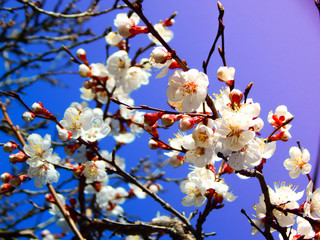 cherry tree blossom