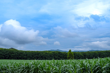 The scenery in the countryside is a corn field  with beautiful blue sky.