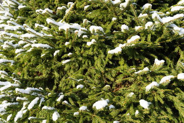 Texture of green pine branches and snow