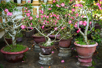 adenium plants bosai decoration temple in asia