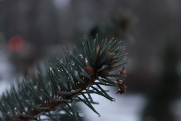 Naklejka na ściany i meble pine branch with cones