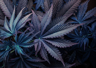 purple cannabis marijuana leaf - obrazy, fototapety, plakaty