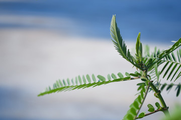 Leaves of the Sesbania flower have a blurred background.