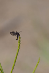 Close up of black-winged insect It is on the grass.