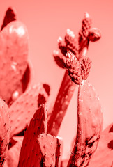 LIVING CORAL 2019. Hintergrund mit Kaktus. Lebende Koralle. Farbe des Jahres 2019. © lblinova