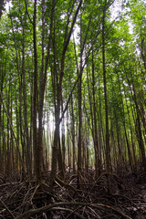 Mangrove forests are rich and light of the sun shines through. For the natural background
