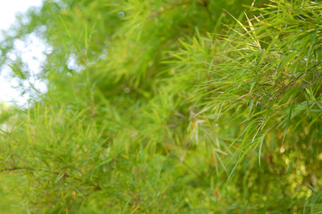 Fototapeta na wymiar Top leaves of bright green bamboo, background blurred.