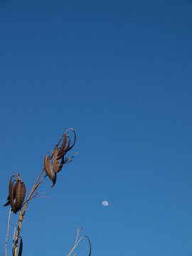 The effect of the Broken bones tree, Damocles tree, Indian trumpet flower on the background of the blue sky cloudless.