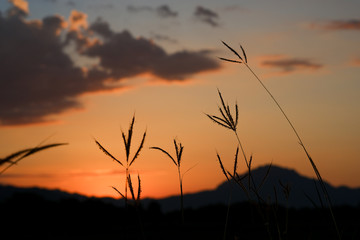 Grass silhouette with mountains and orange sky at twilight.